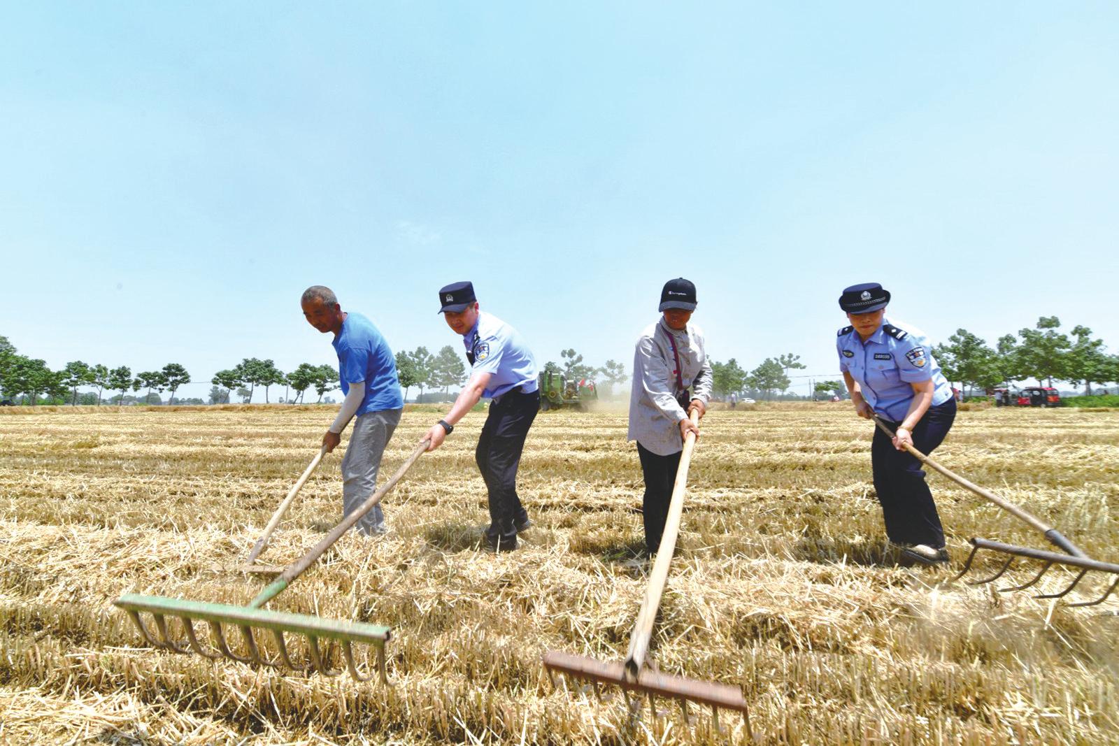 宝丰县：小麦“套种” 实现丰产增收-大河新闻